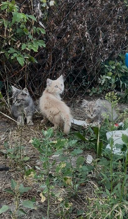 Кошенята в добрі руки
