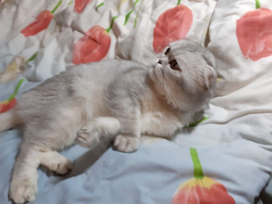 Вязка вислоухий кот