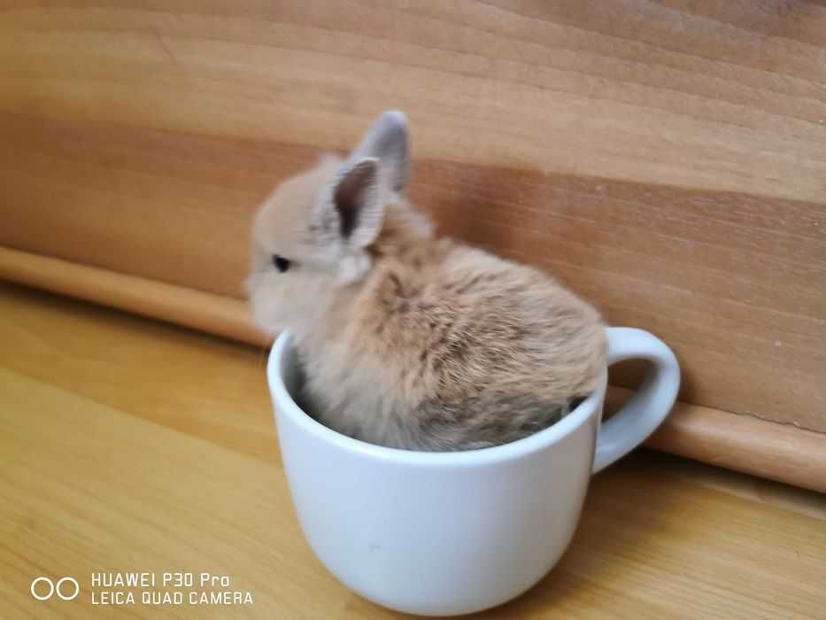 KIT Coelhos anões super meigos