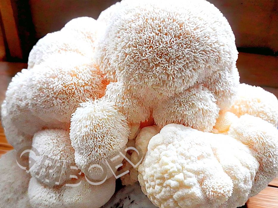 Ежевик гребенчатый (плоды + мицелий) сухой и перемолотый - 100 грамм!