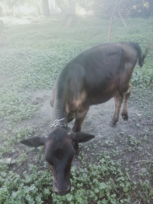 Продам теличка джерсейськой породи