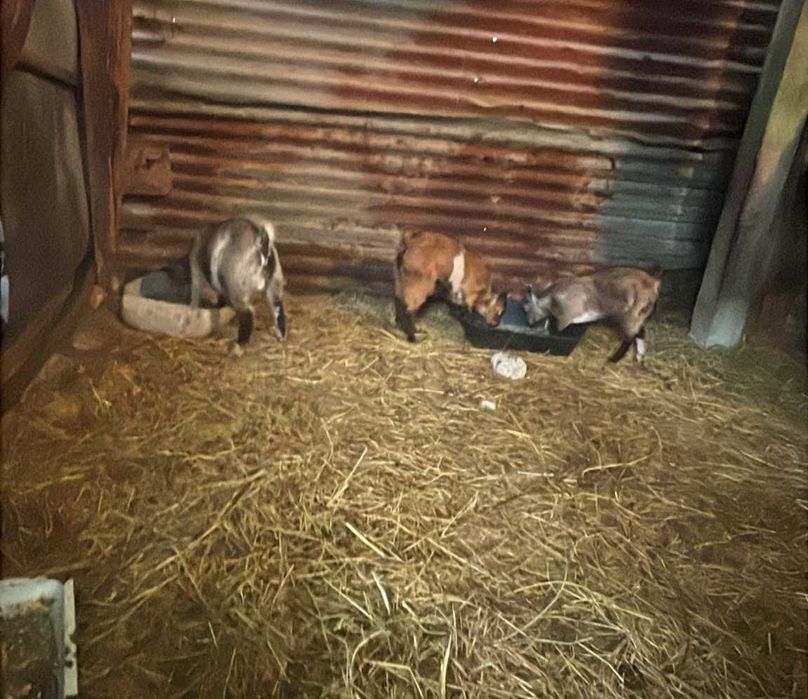 Cabritos anões para venda