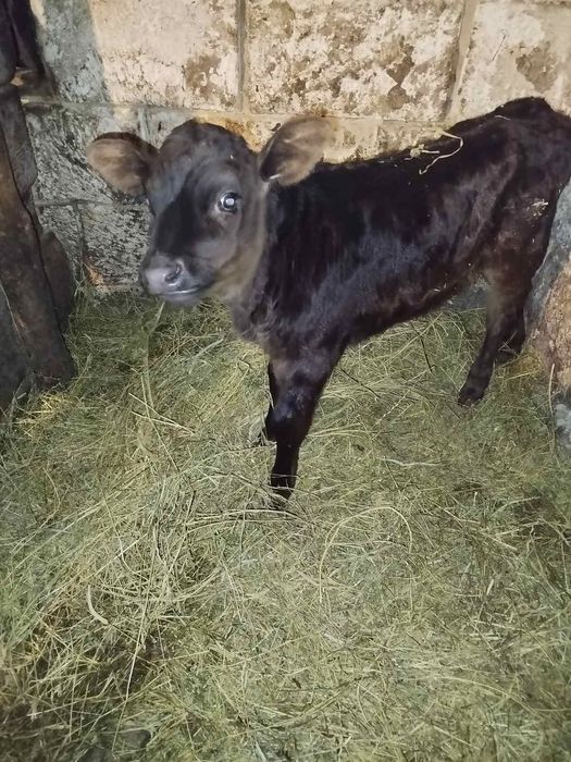 Продам теличка 20 днів