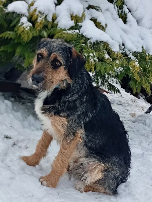 Kochany piesek Uszek szuka domku