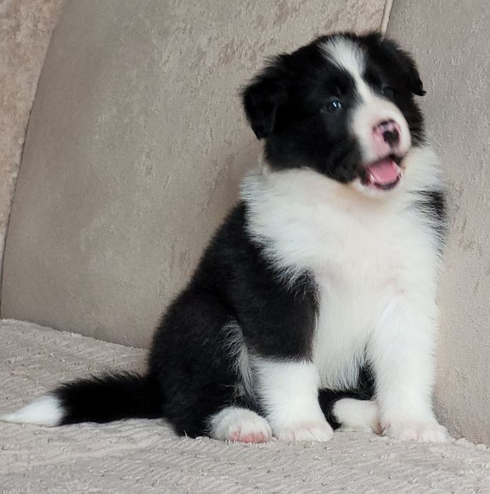 Border Collie Piesek  Zaprasza
