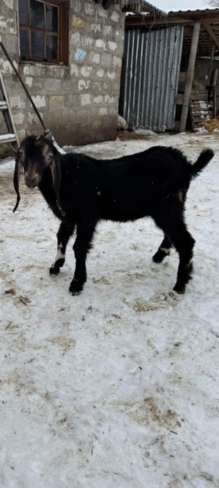Продам  козенят % каморі