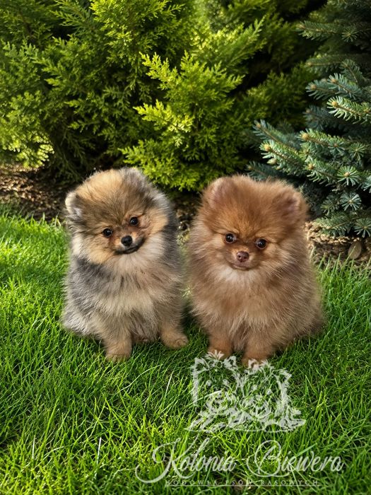 Szpic Miniaturowy/Pomeranian Chocolate/Chocolate &Tan piesek Paszport!
