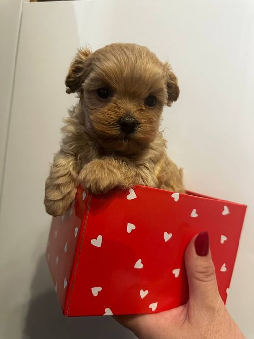 Маленький хлопчик мальтіпу тікап