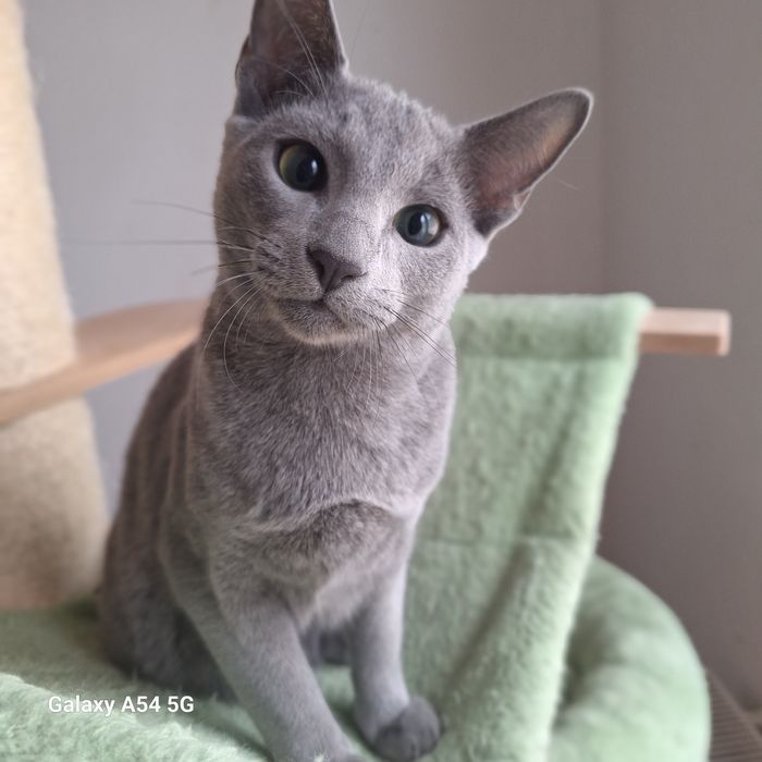 Kocurek rosyjski niebieski