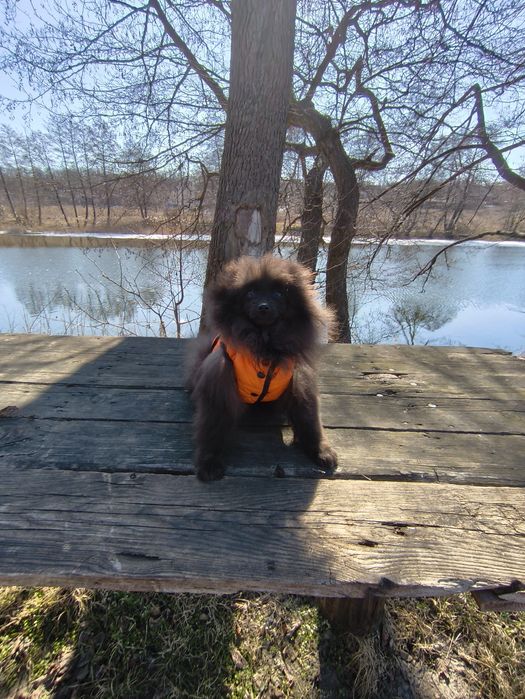 Хлопчик померанський шпіц 5 міс.