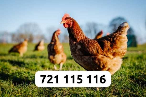 Kury Nioski Dowóz Gratis Cała Polska