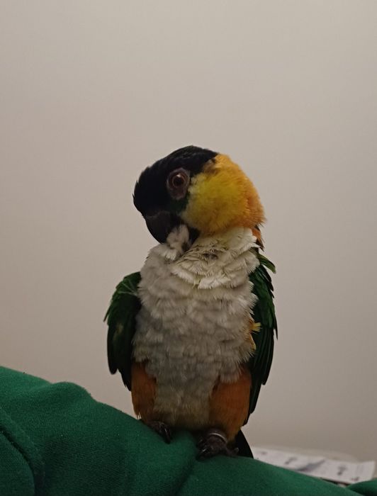 Barwinek czarnogłowy