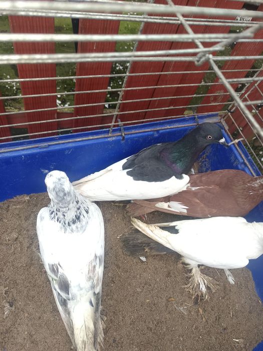 Sprzedam gołębie rasowe 7  sztuk MOŻLIWOŚĆ WYSYŁKI