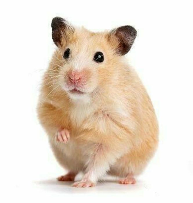 Королівський хом'як