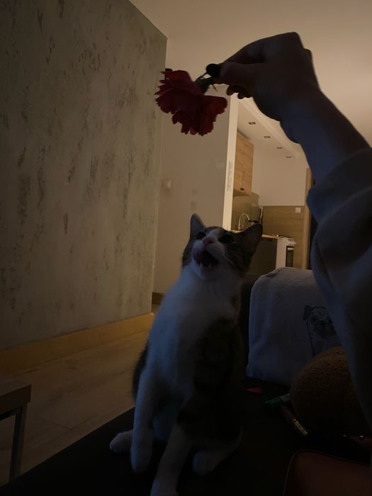 Młoda kotka szuka domu