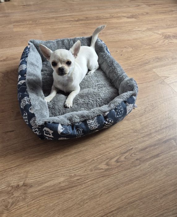 Chihuahua suczka szczeniak