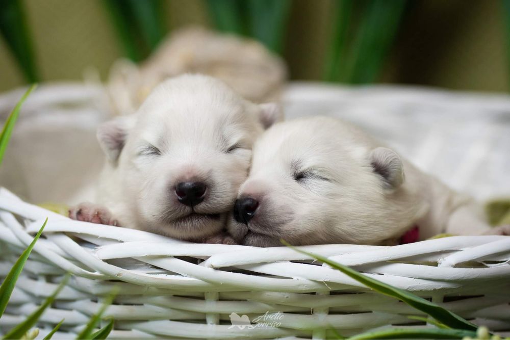 Samoyed piesek ZKwP do odbioru koniec października