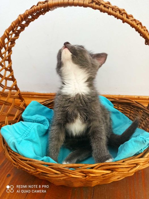 Сіреньке кошенятко шукаю родину