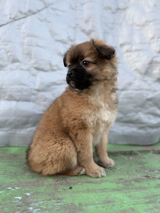 Віддам у добрі руки цуценя маленької породи (хлопчик). 
тел. 098970281