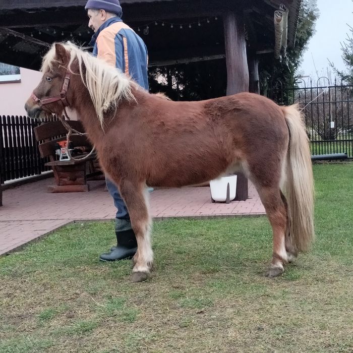 Sprzedam klacz kucyka