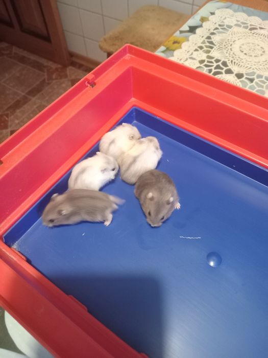 Продаются хомячки джунгарики