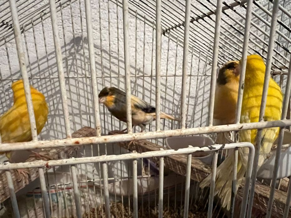 Canaries for sale