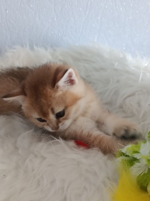 Кошенята шотландської шиншилли, хлопчики
