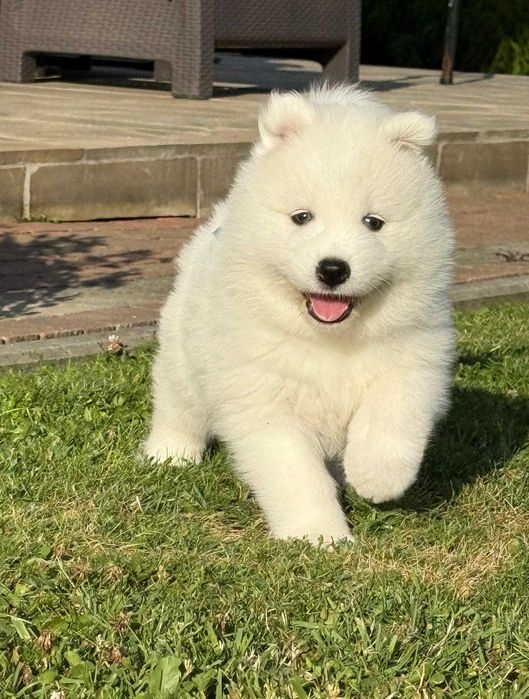 Samoyed szczeniak suczka ZKwP