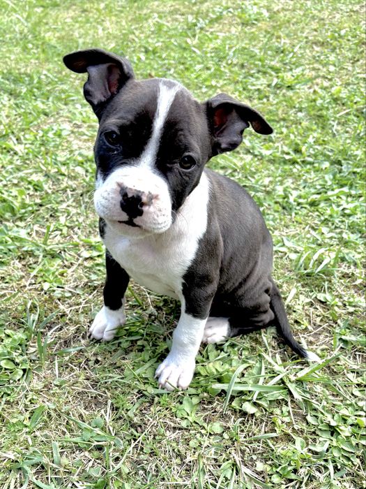 Szczeniak amstaff suczka