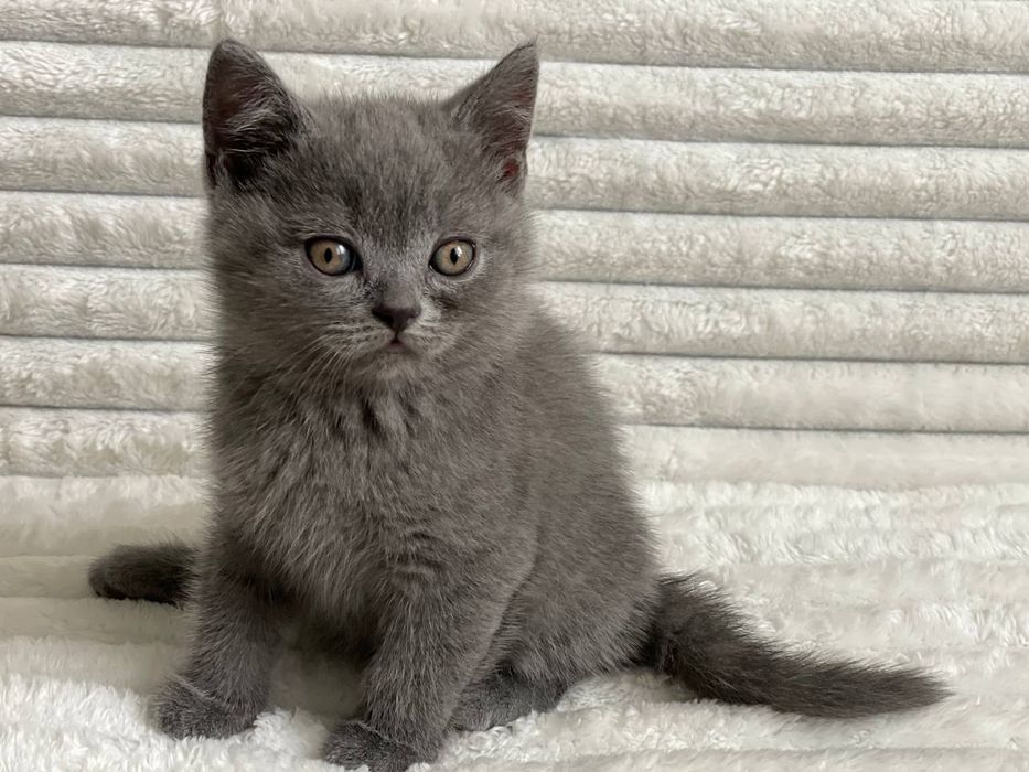 Неймовірні кошенята