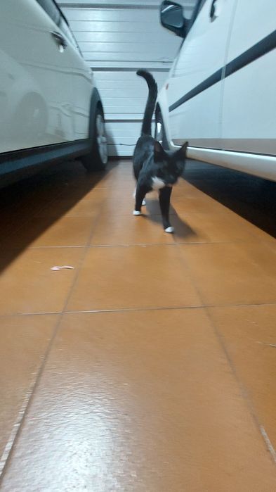 Gato jovem para adoção
