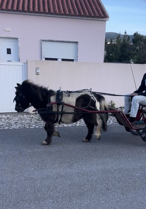 Ponei capado super mansinho