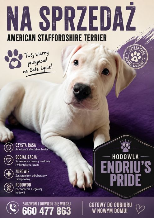 Amstaff / American Staffordshire white Terrier – Biały z rodowodem