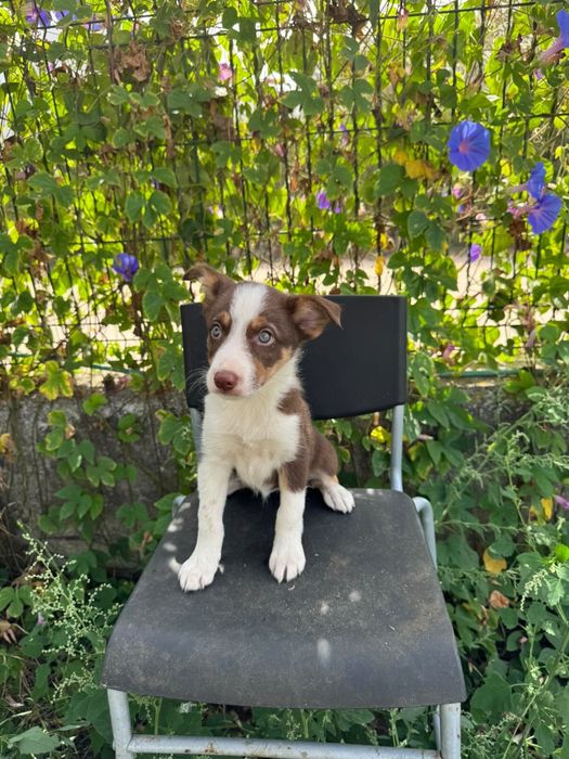 Menina Border Collie Chocolate Tricolor