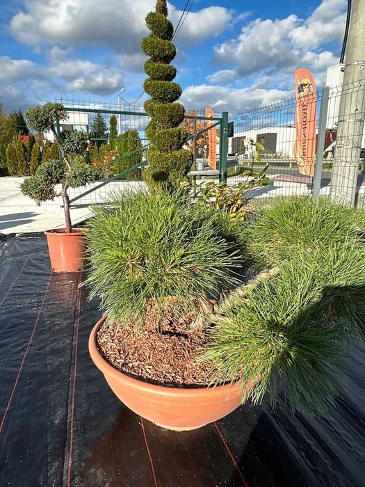 Krzewy formowane - Bonsai