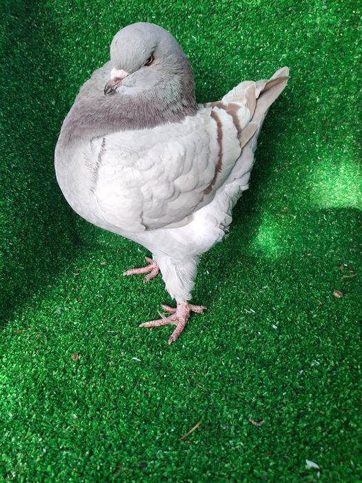 Gołębie kingi młode 2025 i z rozplodu