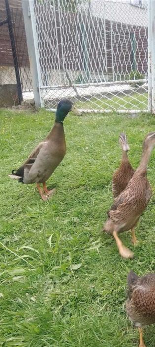 kaczor biegusy indyjskie i biały Australop