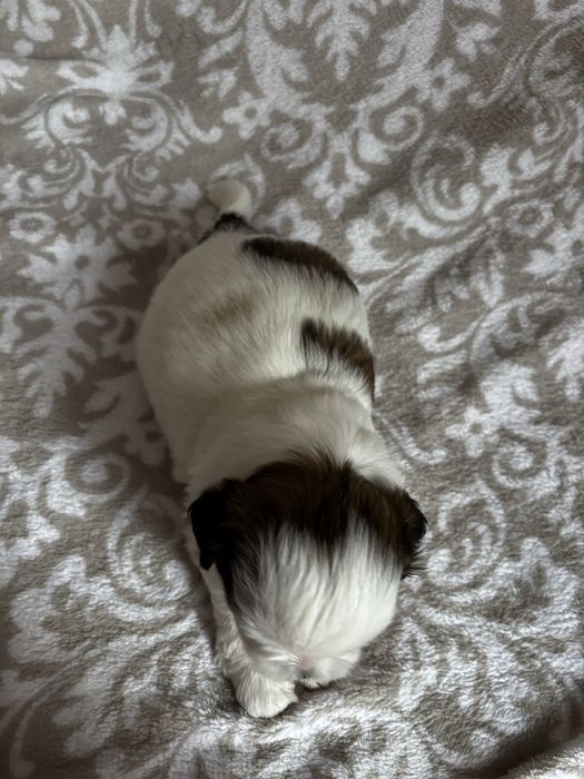 Piesek rasy shih tzu Ares    Rezerwacja