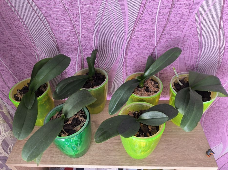 Орхідея у горшику різні 6шт.