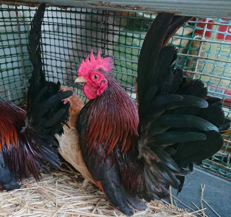 Kurki Chabo tylko w parach  kury z 2024 i 2025 roku