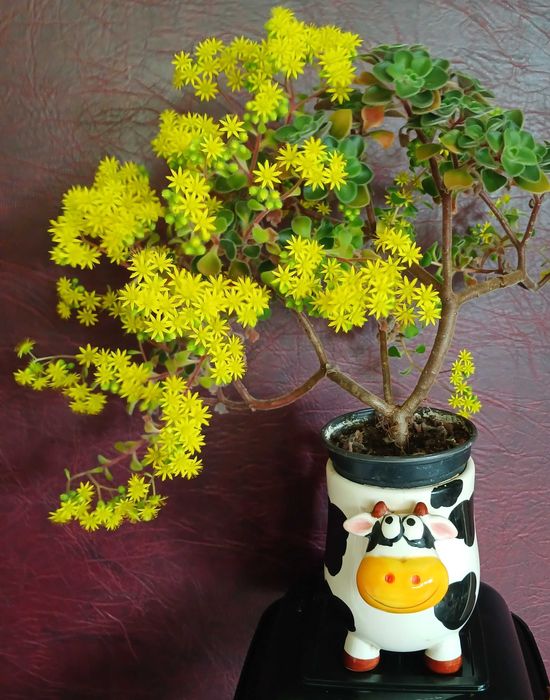 Аихризон "дерево любви"