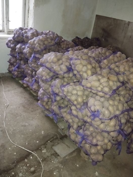 Ziemniaki. Vineta lord otolia Jurek