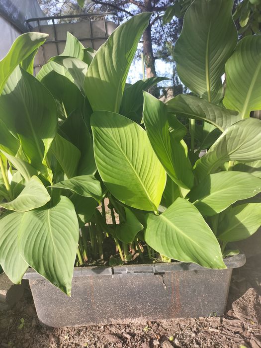 Paciorecznik canna duże sadzonki