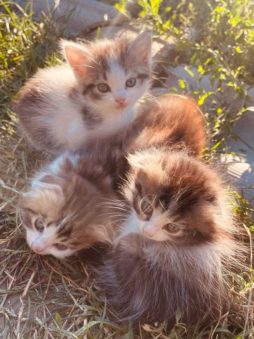 дарую котика, два місяці