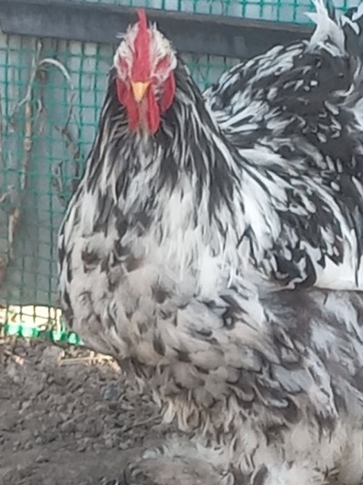 Продам ія від курей Кокехіни.