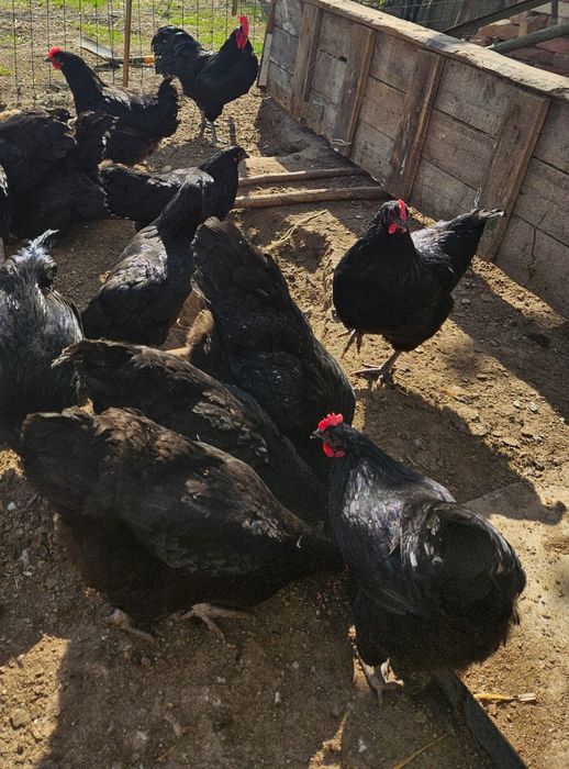 Jaja lęgowe Australorp czarny