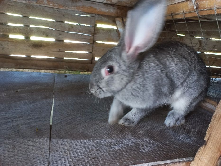 Продам Кролі-Фландер