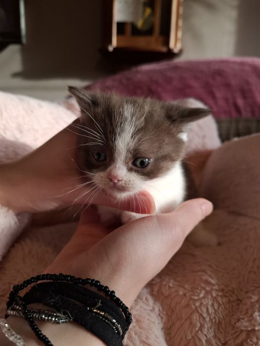 Kot Brytyjski  kocurek