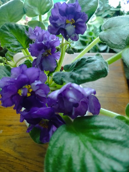 Продам квітучі фіалки. Не потрібна пересадка, на готовому поливі,.