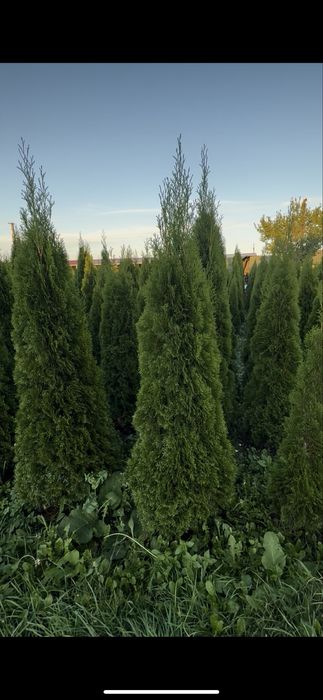 Продаж Туя Смарагд висотою 2 м.- 550 грн. В наявності велика кількість